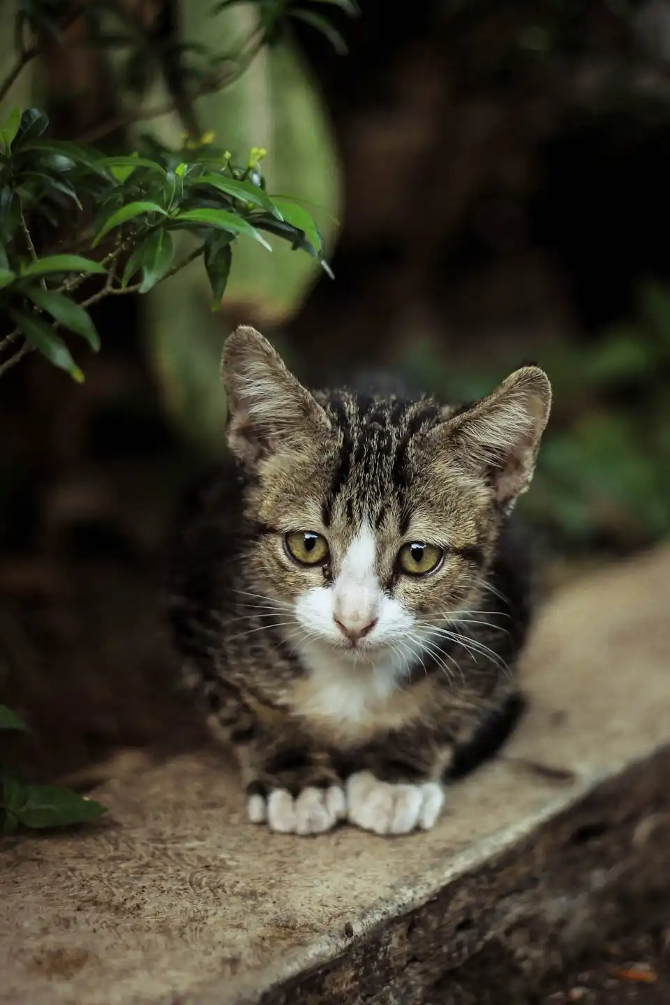 Adozioni consapevoli e supporto agli animali